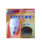 ハムスターのチョコちゃん（個別スタンプ：12）