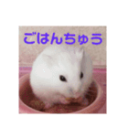 ハムスターのチョコちゃん（個別スタンプ：13）