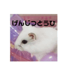 ハムスターのチョコちゃん（個別スタンプ：14）
