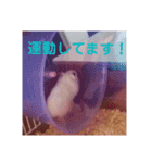 ハムスターのチョコちゃん（個別スタンプ：15）