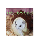 ハムスターのチョコちゃん（個別スタンプ：16）