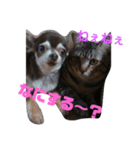 タグわん～D.D（個別スタンプ：5）