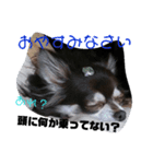 タグわん～D.D（個別スタンプ：7）
