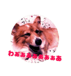 コーギーNANA   No.4  【corgi】（個別スタンプ：15）