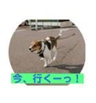 茶太朗な日々（個別スタンプ：1）