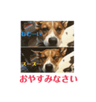 茶太朗な日々（個別スタンプ：4）