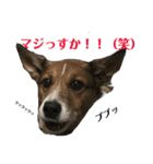 茶太朗な日々（個別スタンプ：13）