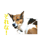茶太朗な日々（個別スタンプ：18）