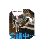 茶太朗な日々（個別スタンプ：21）