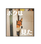 茶太朗な日々（個別スタンプ：26）