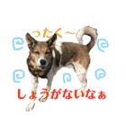 茶太朗な日々（個別スタンプ：27）