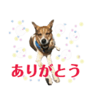 茶太朗な日々（個別スタンプ：32）