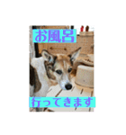 茶太朗な日々（個別スタンプ：34）