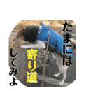 茶太朗な日々（個別スタンプ：35）