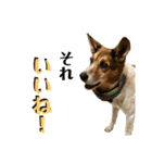 茶太朗な日々（個別スタンプ：36）