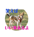 茶太朗な日々（個別スタンプ：38）