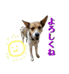 茶太朗な日々（個別スタンプ：39）