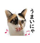 三毛猫の親子（個別スタンプ：6）