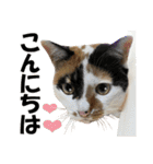 三毛猫の親子（個別スタンプ：9）