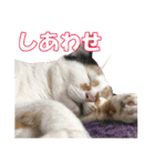 三毛猫の親子（個別スタンプ：12）