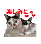 三毛猫の親子（個別スタンプ：15）