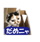 三毛猫の親子（個別スタンプ：17）