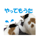 三毛猫の親子（個別スタンプ：21）