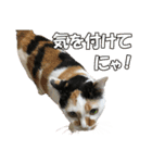 三毛猫の親子（個別スタンプ：23）