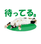 三毛猫の親子（個別スタンプ：29）