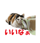 三毛猫の親子（個別スタンプ：32）