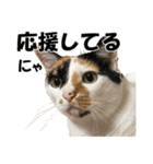 三毛猫の親子（個別スタンプ：40）