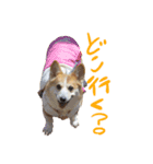 我が家のアイドル犬 はなちゃん（個別スタンプ：3）