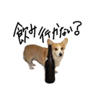 我が家のアイドル犬 はなちゃん（個別スタンプ：4）
