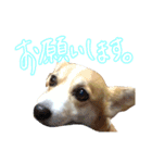 我が家のアイドル犬 はなちゃん（個別スタンプ：6）