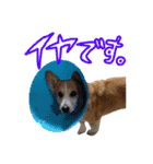 我が家のアイドル犬 はなちゃん（個別スタンプ：7）