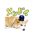 我が家のアイドル犬 はなちゃん（個別スタンプ：10）