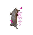 我が家のアイドル犬 はなちゃん（個別スタンプ：11）