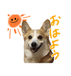 我が家のアイドル犬 はなちゃん（個別スタンプ：12）