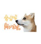 我が家のアイドル犬 はなちゃん（個別スタンプ：14）