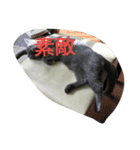 飼い猫「くう」のスタンプ  2（個別スタンプ：2）