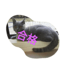 飼い猫「くう」のスタンプ  2（個別スタンプ：3）