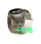 飼い猫「くう」のスタンプ  2（個別スタンプ：4）