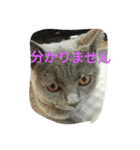 飼い猫「くう」のスタンプ  2（個別スタンプ：5）