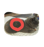 飼い猫「くう」のスタンプ  2（個別スタンプ：6）