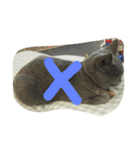 飼い猫「くう」のスタンプ  2（個別スタンプ：8）