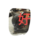 飼い猫「くう」のスタンプ  2（個別スタンプ：9）