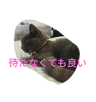 飼い猫「くう」のスタンプ  2（個別スタンプ：11）