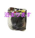 飼い猫「くう」のスタンプ  2（個別スタンプ：12）