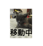 飼い猫「くう」のスタンプ  2（個別スタンプ：13）