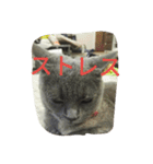 飼い猫「くう」のスタンプ  2（個別スタンプ：14）